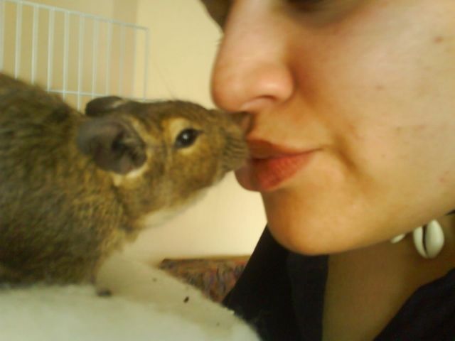 Degus zu verschenken - Nagetiere Allgemein - Sankt Augustin