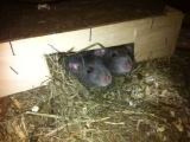   2 süße und handzahme Ratten  Dumbo-Böckchen  abzugeben, ca. 1 Jahr alt  - Ratten - Ludwigshafen