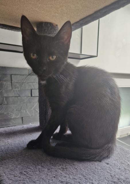 2 Katzenbabys / Kitten - Katzen - Nettetal