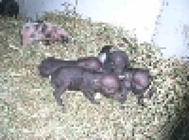 MINI HÄNGEBAUCHSCHWEIN BABY !!!!!! - Sonstige Nutztiere - selm