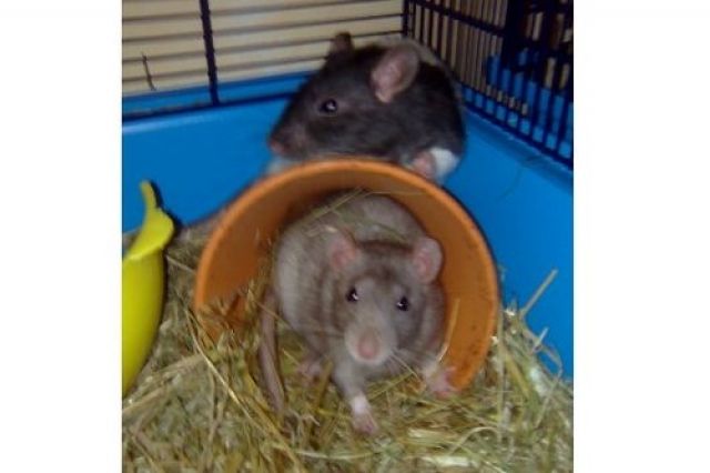 2 Junge Rattenmännchen  - Ratten - Elsdorf