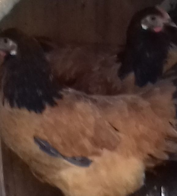 Vorwerk Hühner Orginal grosse Art, robust zu verkaufen - Nutztiere - LAUPHEIM