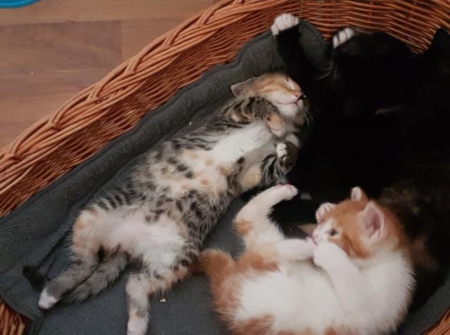4 kleine Katzen in liebevolle Hände abzugeben - Katzen - ottendorf okrilla