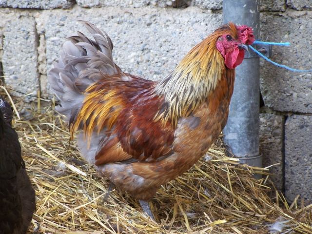 Hübsche Junggöckel in gute Hände abzugeben  Grünleger, Vorwerk, Seidenhuhn  - Nutztiere - Mainbach