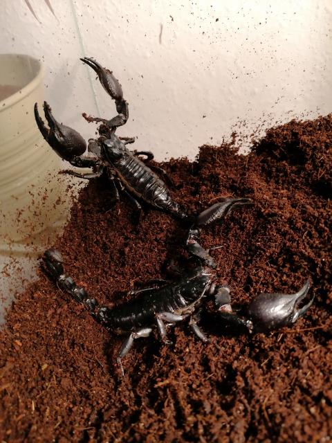 Thailändische Waldskorpione  - Insekten - Kiel