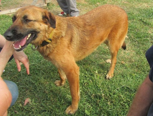 Dezy  ein Schäferhund-Mix - Hunde - Neckarstr.2