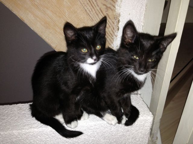 Katzenmädchen suchen neues zu Hause - Katzen - Ludwigshafen