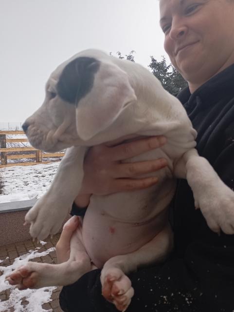 Dogo Argentino Welpen  - Hunde - Großmühlingen