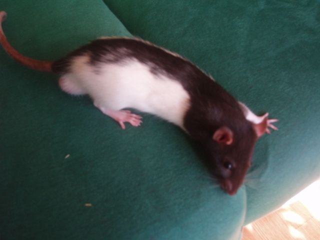 Rattenböcke - Ratten - Rostock