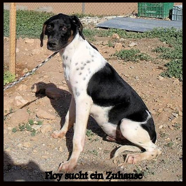 Menschenbezogener verschmuster Jagdhund-Mix Rüde Floy sucht ein Zuhause - Tiere In Not - Staufenberg