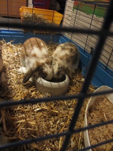 Zwei süße Zwergwidder - Hasen Kaninchen - Weiding