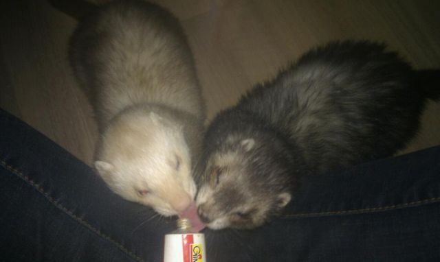 Frettchen-Paar sucht dringend neues Zuhause - Frettchen - Walldürn