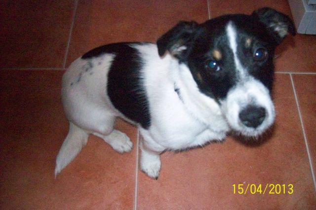 Jack-Russel Terrier Hündin Leila  - Hunde - Plauen