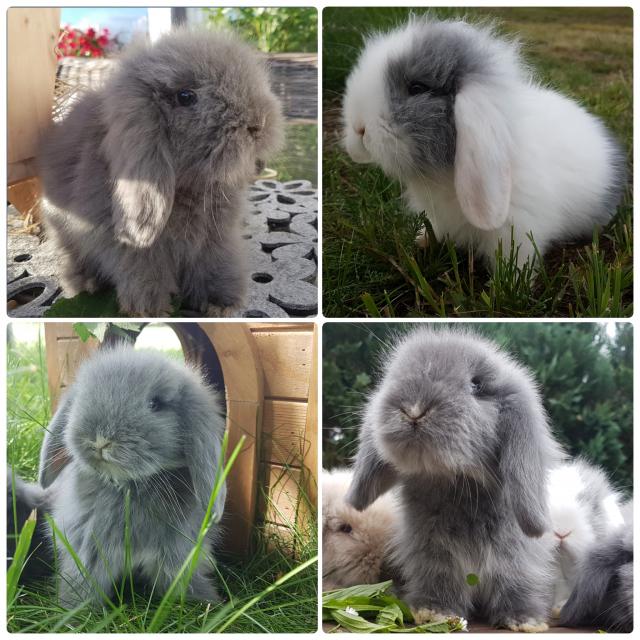 Supersüße Teddywidder, Zwergwidder, Zwergkaninchen  - Hasen Kaninchen - Hainewalde