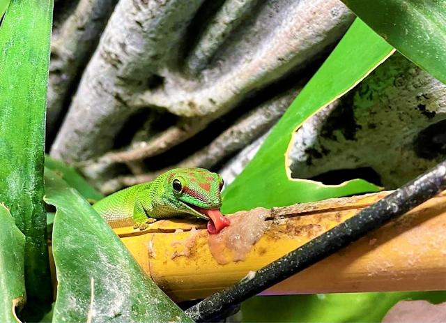 Mad. Grandis High Red Weibchen dringend abzugeben - Reptilien - Frankfurt am Main