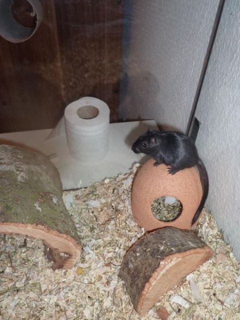 4 Rennmäuse abzugeben - Nagetiere Allgemein - Obermarchtal