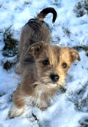 Felinchen - Allerliebstes Strubbel-Mini-Hundekind Felinchen - Hunde - Königsbach-Stein 