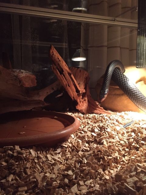 Indigo Drymarchon Couperi Mänchen 2011 - Reptilien - Spaichingen