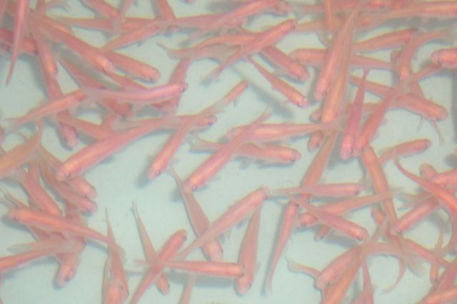 Biotopfische vom Züchter - Koi -Center Schafflund - Fische - Schafflund