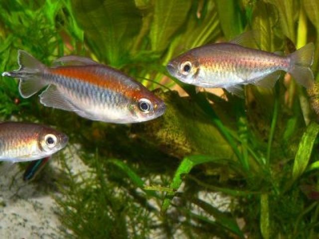 Kongosalmler, Zebrabärblinge u. Schwertträger zu verkaufen - Fische - Wenden