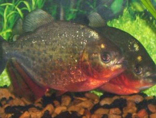Piranhas wegen umzug abzugeben      - Fische - münster