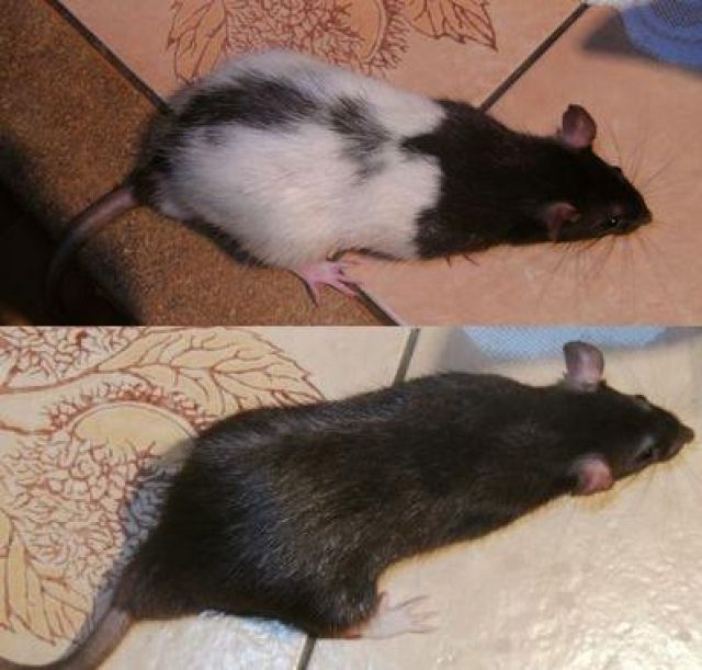 Junge Ratten - Ratten -   Lauffen am Neckar