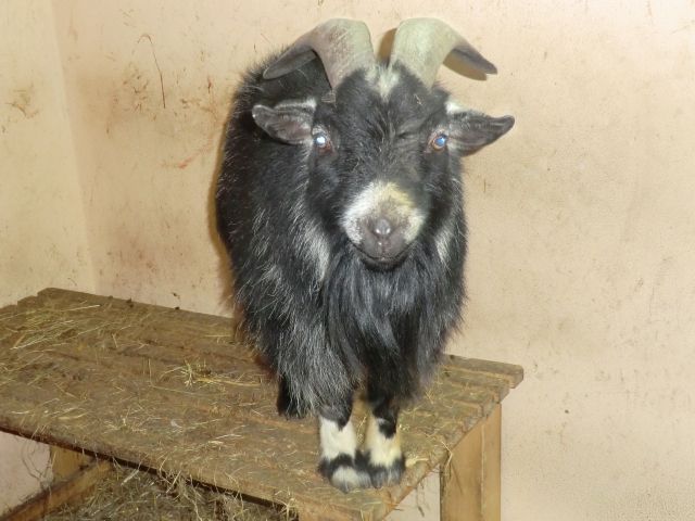 Zergziegenbock - Haustiere - Delitzsch