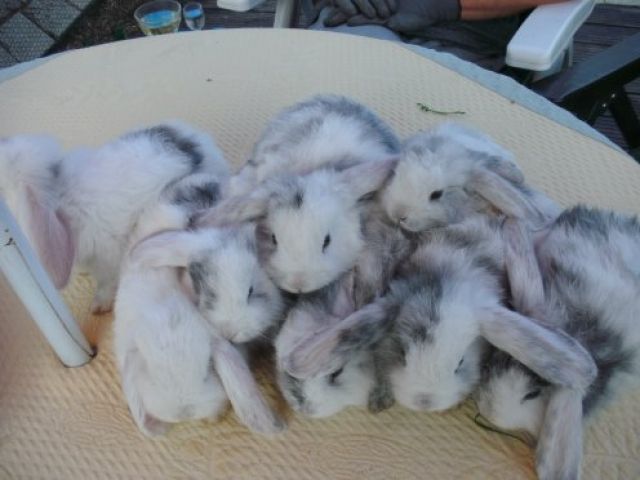 Widder Babys mit Angora-Pelz - Hasen Kaninchen - Rastatt-Wintersdorf