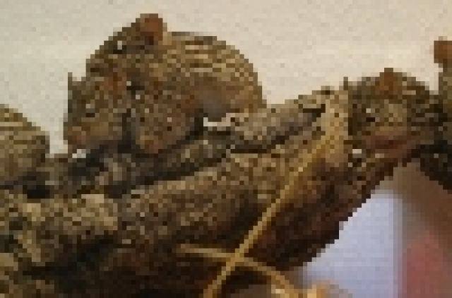 Afrikanische Vielstreifengrasmäuse (Nachwuchs) abzugeben - Maeuse - Friedrichshafen