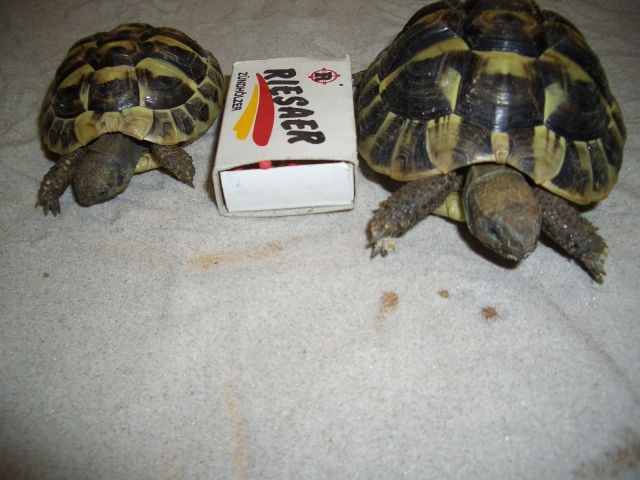 Griechische Landschildkröte - Reptilien - Marktzeuln