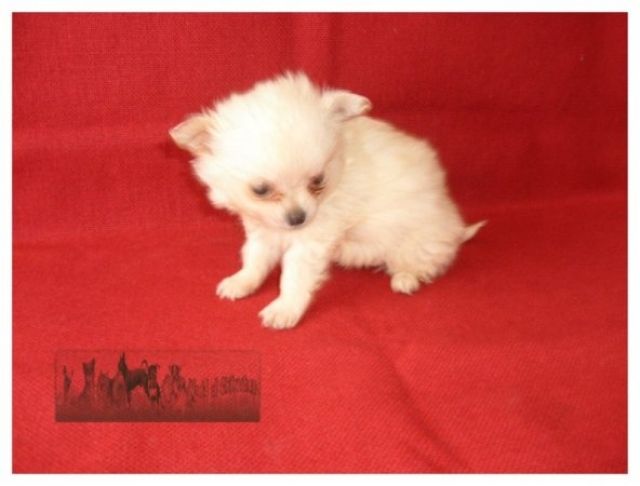 Chihuahuawelpen von Hobbyzüchter - Hunde - Karlovy Vary