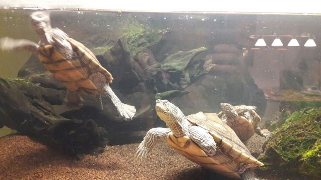 3 Mississippi Höckerschildkröten - Reptilien - Radolfzell am Bodensee