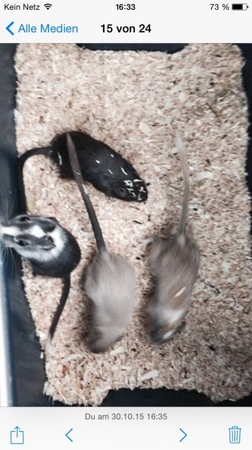 Rennmäuse  - Maeuse - Ilshofen