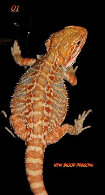 Farbbartagamen Multicolour, Leatherbacks, Hypos - Reptilien - Mönchengladbach