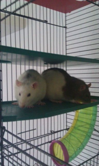 2 Weibliche Farbratten in gute Hände abzugeben. - Ratten - Stuckenborstel