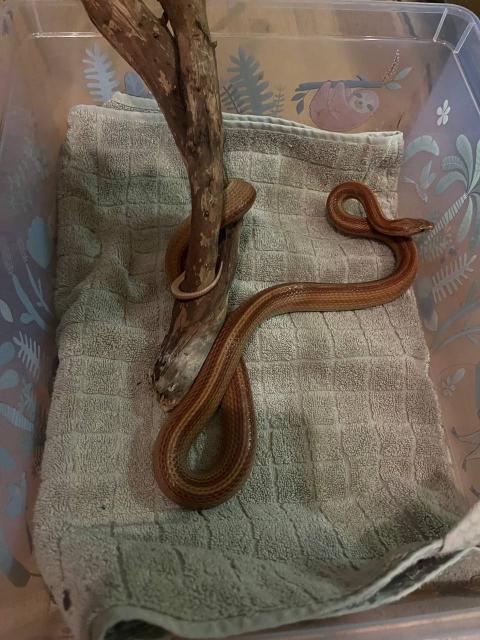 Kornnatter männlich  - Reptilien - Leipzig