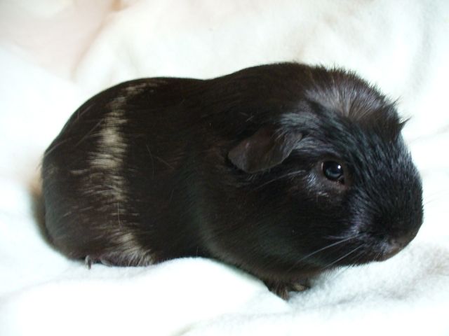 Am.Crested, Kastrat in Schoko-creme-weiß - Meerschweinchen - Hildesheim