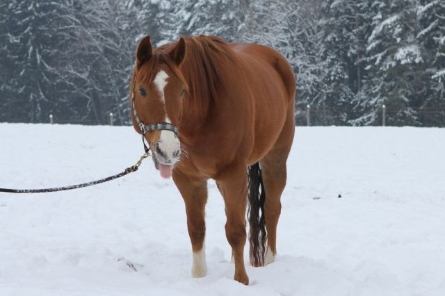 Biete Reitbeteiligung auf 8jährigem Quarter/ Paint Wallach; Nähe 84160 Fronten - Reitbeteiligung - Dingolfing