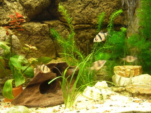 5 junge Sumatrabarben abzugeben - Fische - Ebersberg