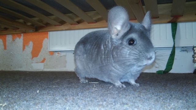 2 Chinchilla Weibchen abzugeben  - Nagetiere Allgemein - Adelebsen 