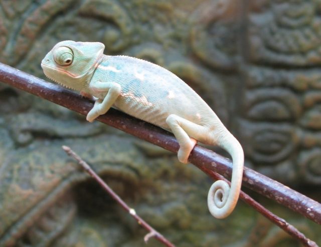 Jemenchamäleon Jungtiere abzugeben      - Reptilien - Stolberg