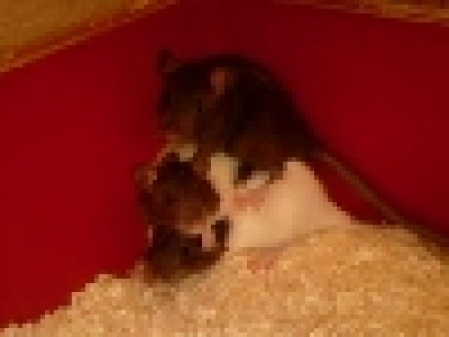 Dumbo Ratten Babys - Ratten - berlin