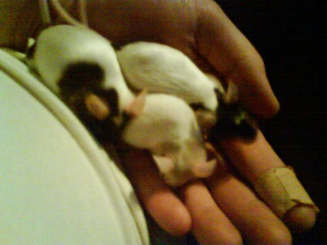 Immer wieder Mause/mäusebabys abzugeben - Maeuse - Berlin