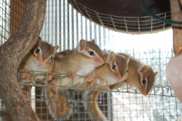 Streifenhörnchen, Jungtiere - Nagetiere Allgemein - Röderaue