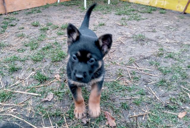 Deutsche Schäferhund Welpen - Hunde - Schönbrunn