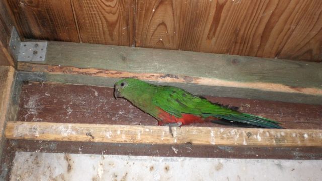 Rotflügelsittich - Voegel - Norderstedt