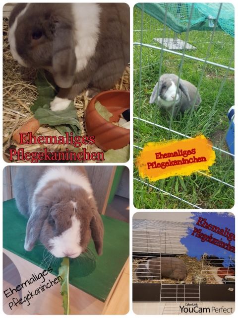 Liebevolle Tierbetreuung  - Sonstiges - Overath