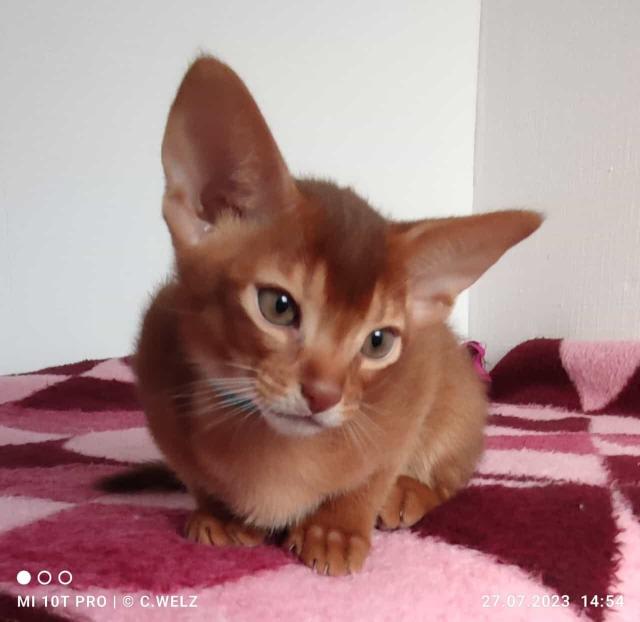 2 bezaubernde reinrassige Abessinier Kitten mit Stammbaum / Abstammungsurkunde - Katzen - Bad Lauterberg