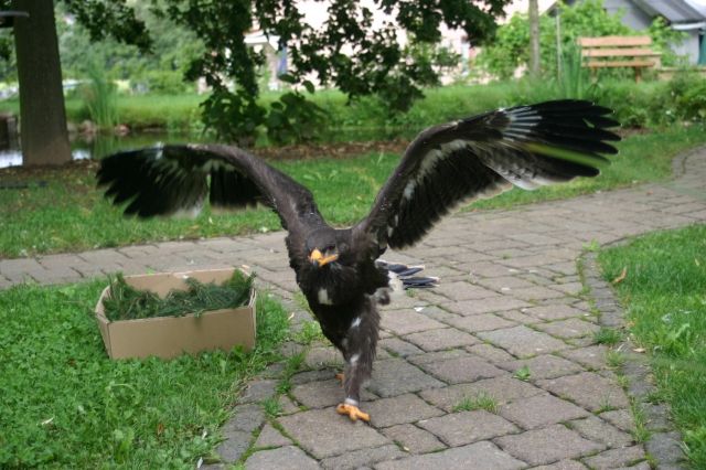 Steppenadler zu verkaufen - Voegel - Reichelsheim