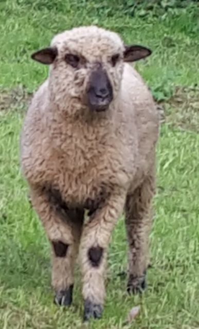 Shropshire-Mix Bock geb. 03/2016 - Nutztiere - Sonneberg